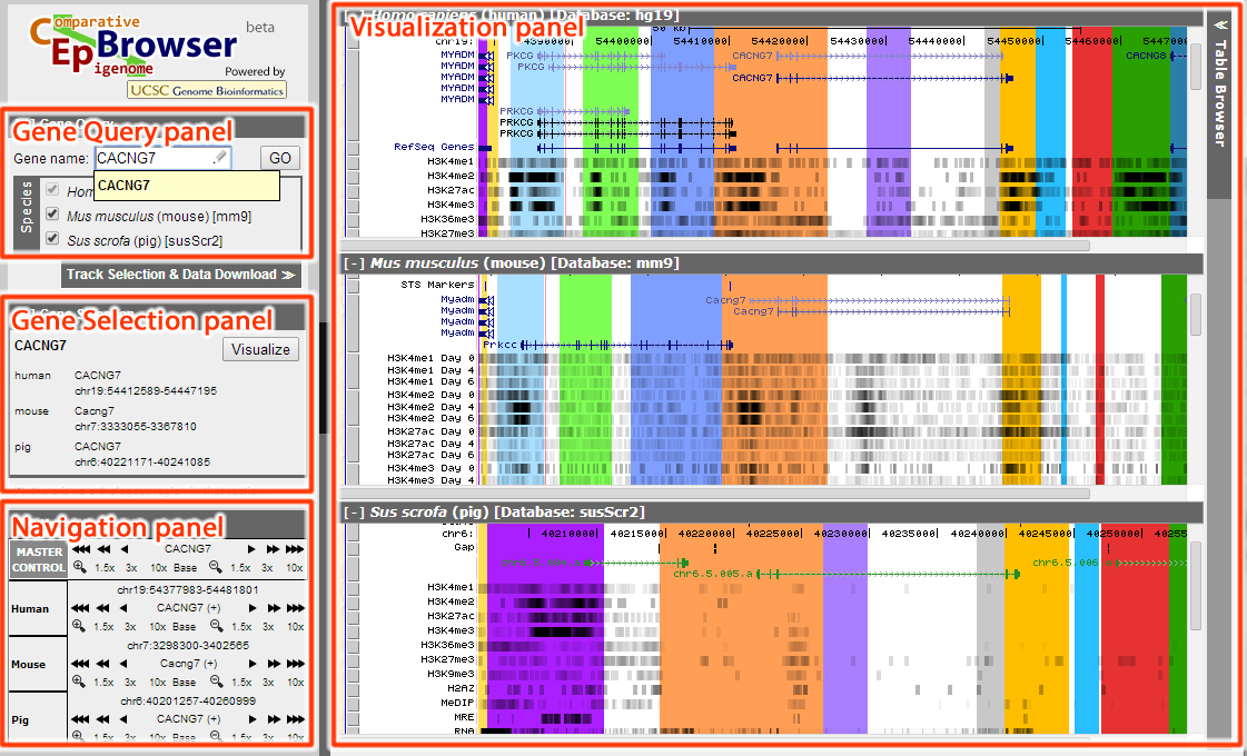 Comparative Genome Browser Interface