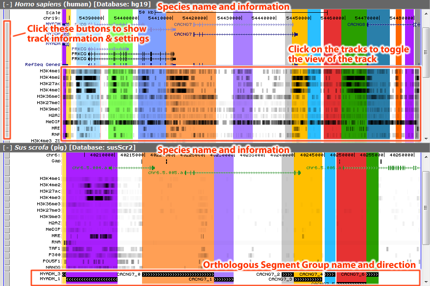 Orthologous Segment Group